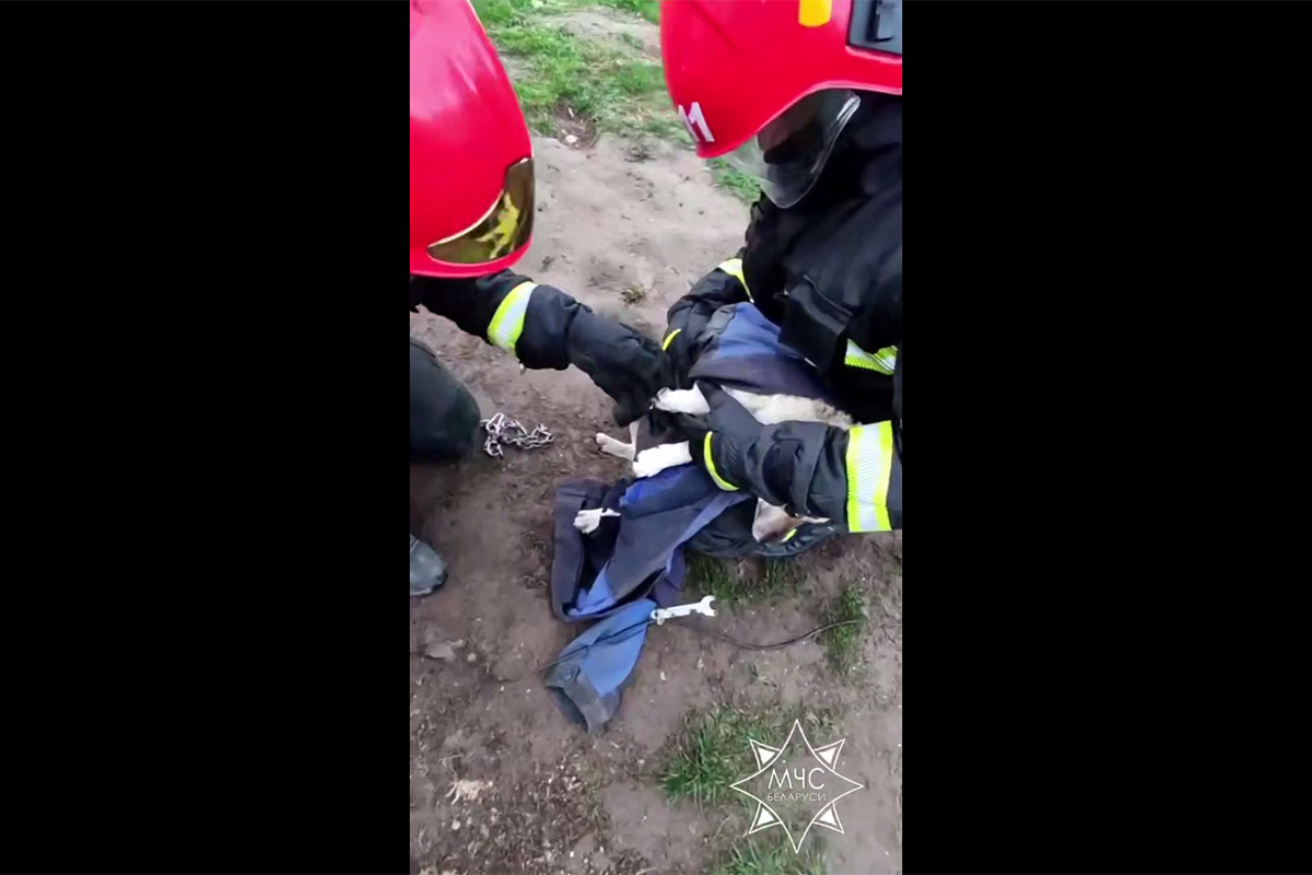 В Жабинковском районе спасатели помогли освободиться застрявшему в цепи псу