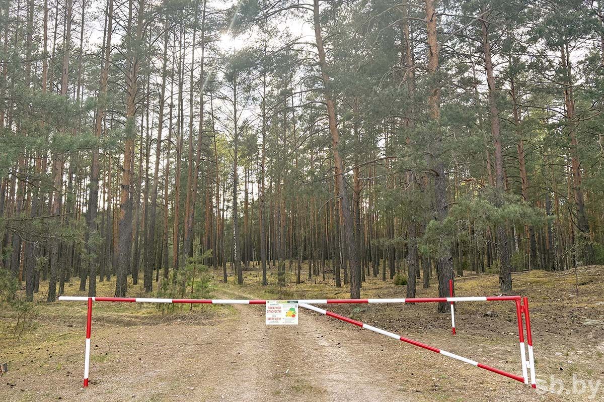 В 26 районах Беларуси действуют ограничения на посещение лесов