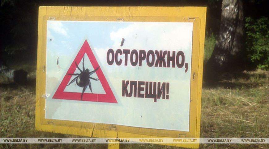 Всплеск активности клещей ожидается к концу лета — Минздрав